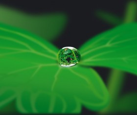 Plant with Water Drops design vector 02