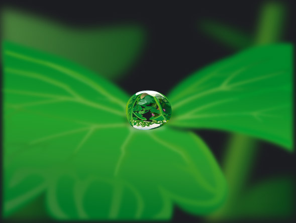 Plant with Water Drops design vector 02