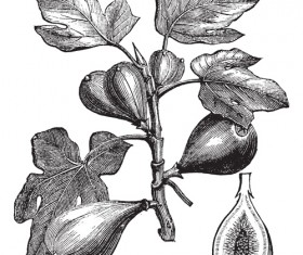 Figs design elements vector 01