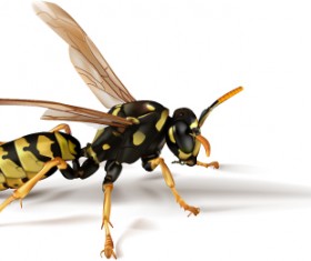 Fly design elements vector graphic 01