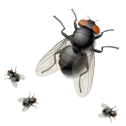 Fly design elements vector graphic 02