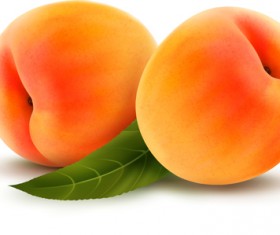 Fresh Fruits design vector set 01