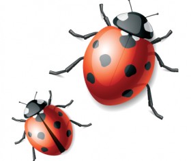 Vivid Ladybug design vector
