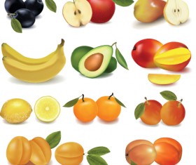 Various Fresh fruit design elements vector 03