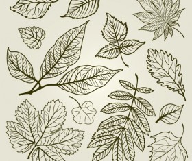 Hand drawn Autumn Leafs vector