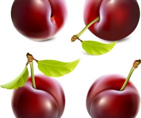 Set of Realistic Fruit elements vector 01