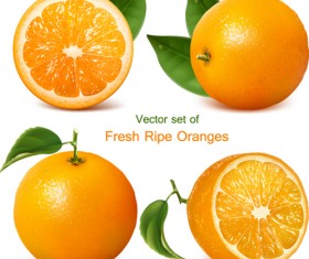 Set of Realistic Fruit elements vector 02
