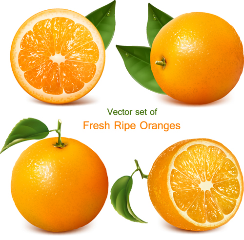 Set of Realistic Fruit elements vector 02
