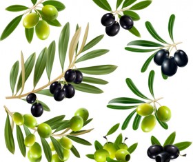 Set of Realistic Fruit elements vector 03