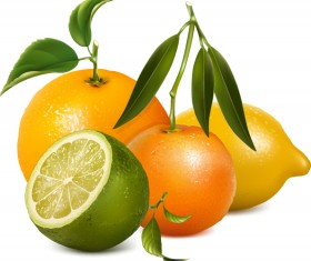 Set of Realistic Fruit elements vector 05