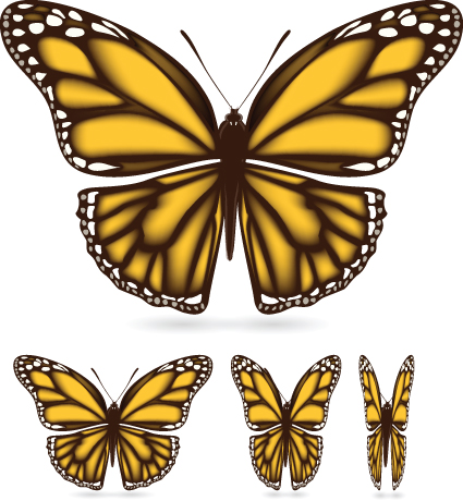 Different color butterfly sample vector 01