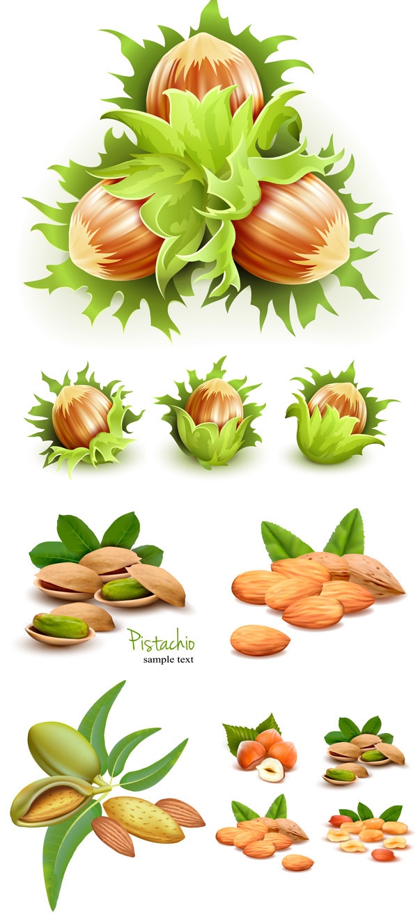 Green nuts design vector