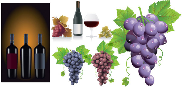 Grape and wine vector Graphic