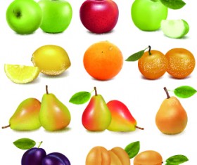 Realistic fruit vector Illustration set 01