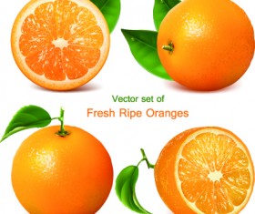Realistic fruit vector Illustration set 02
