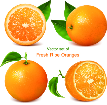 Realistic fruit vector Illustration set 02