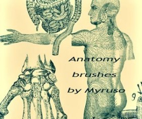 Anatomy Photoshop Brushes