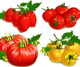 Colored Tomato vector