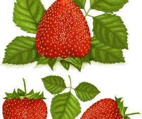 Fresh berry vector 02