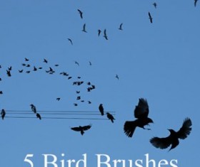 New Bird Photoshop Brushes