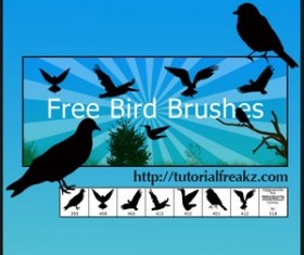 Bird Photoshop Brushes