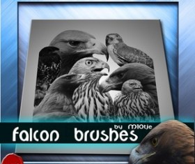 Falcon Brushes Photoshop Brushes