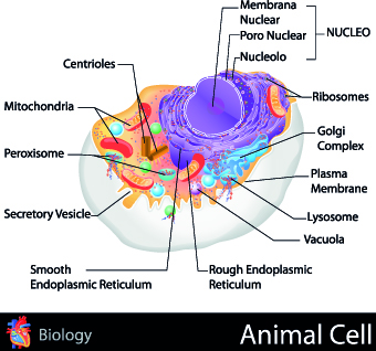 Creative Biology with Medicine infographic vector 02
