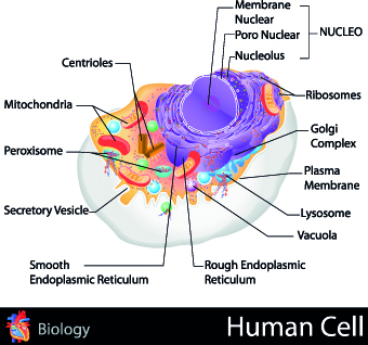 Creative Biology with Medicine infographic vector 03