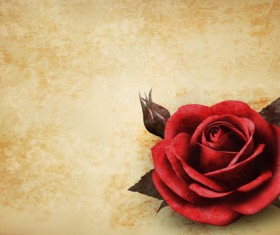 Roses and Vintage background vector 05