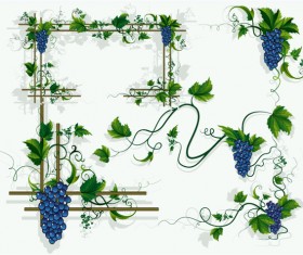 Grape frame vector