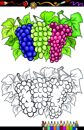 Color with sketch Fruit and vegetables vector 02