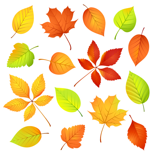 Colored Leaf vector set 01