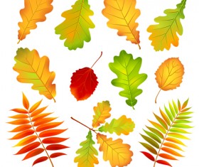 Colored Leaf vector set 03