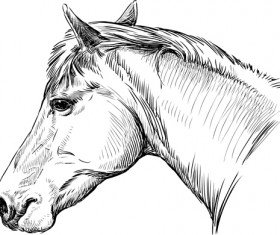 Draw horses vector 02