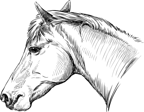 Draw horses vector 02