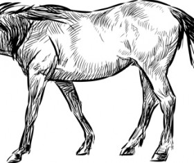 Draw horses vector 03