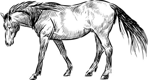 Draw horses vector 03