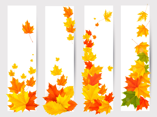Maple Leaf banners vector set 01