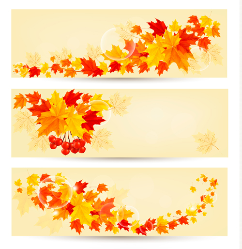 Maple Leaf banners vector set 02
