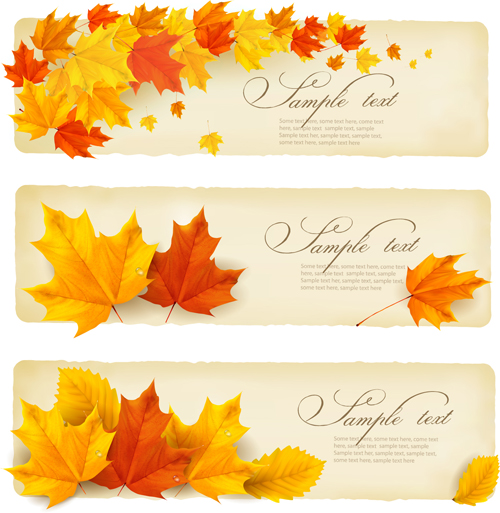 Maple Leaf banners vector set 03