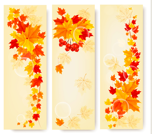 Maple Leaf banners vector set 04