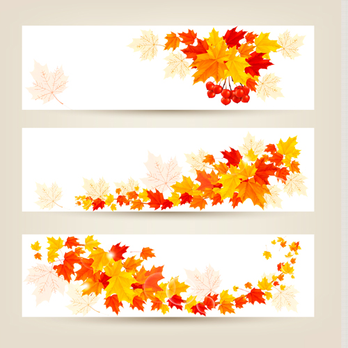 Maple Leaf banners vector set 05