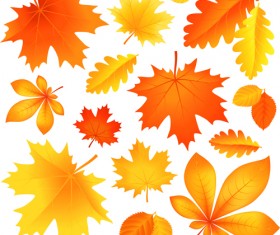 Beautiful autumn Leaves vector 02