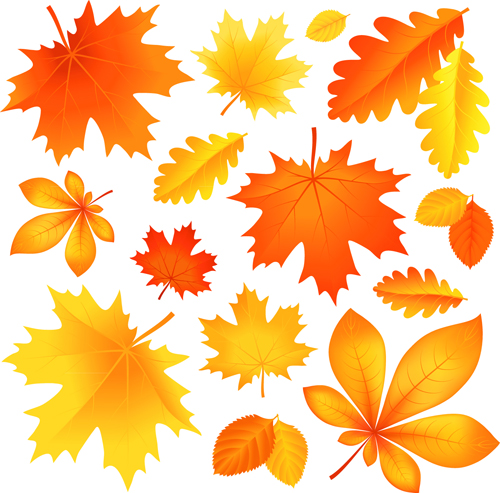 Beautiful autumn Leaves vector 02