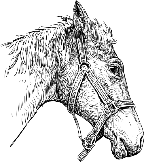 Hand drawn horse vector set 01