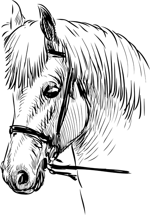 Hand drawn horse vector set 02