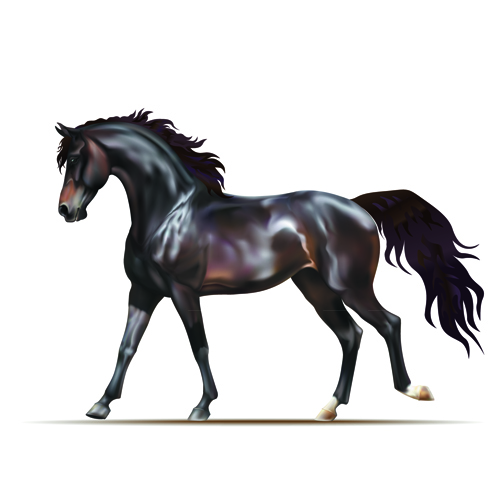 Vivid Horses design vector 01