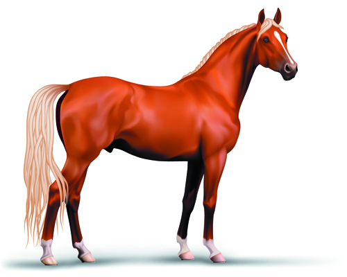 Vivid Horses design vector 03