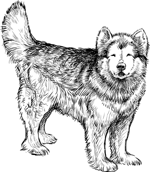 Hand drawn huskies dog vector 01