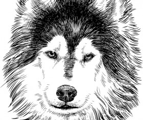 Hand drawn huskies dog vector 02